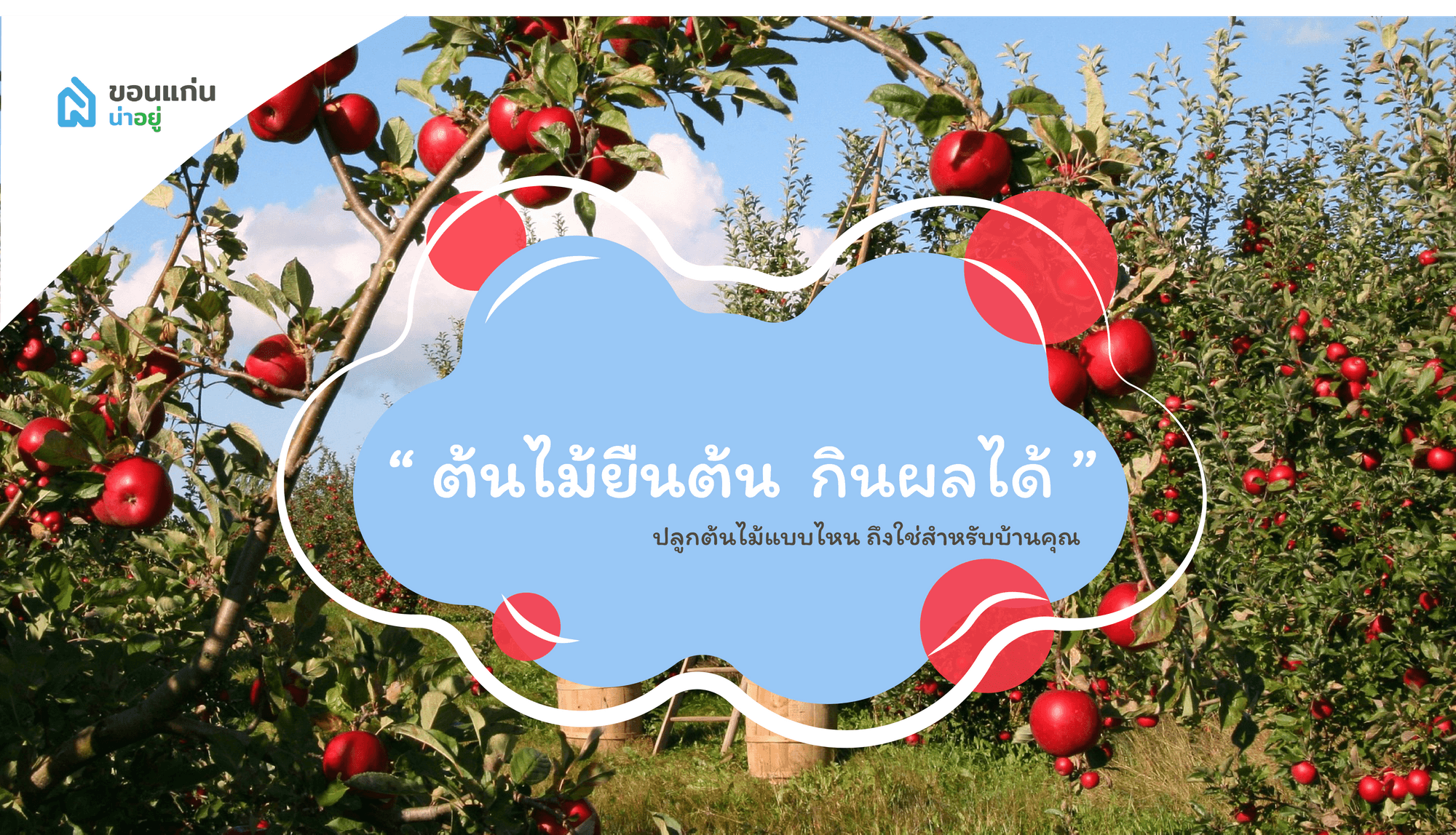 บ้านขอนแก่น ปลูกต้นไม้แบบไหน ถึงใช่สำหรับบ้านคุณ I ต้นไม้ยืนต้น กินผลได้