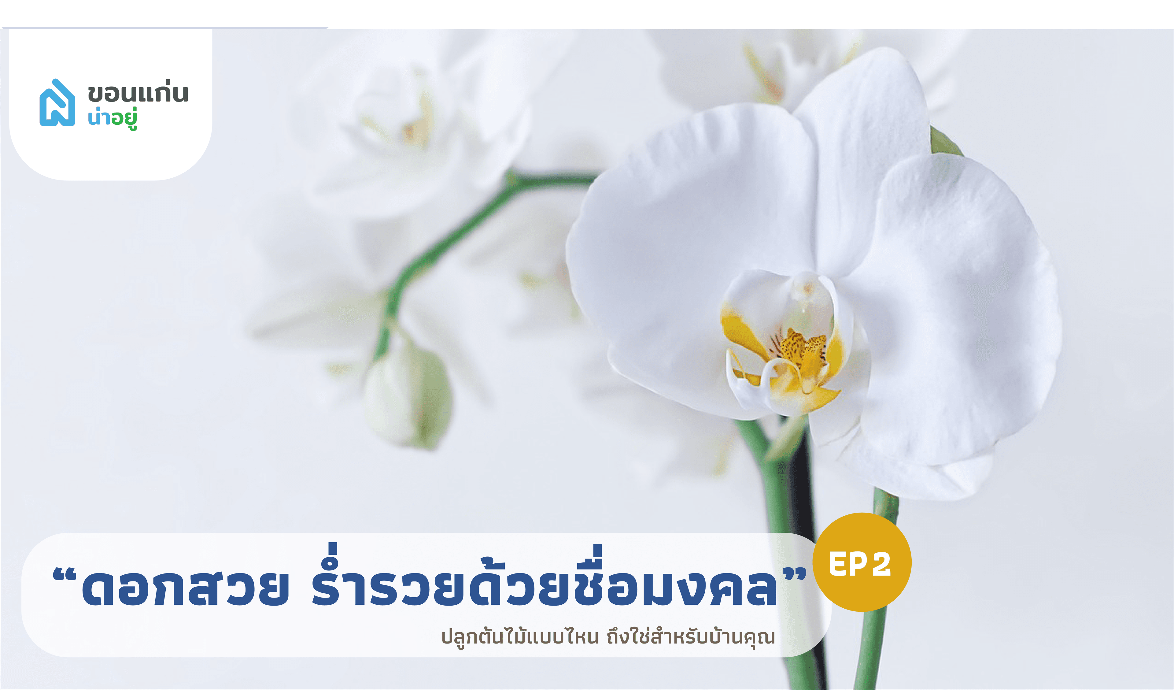บ้านขอนแก่น ปลูกต้นไม้แบบไหน ถึงใช่สำหรับบ้านคุณ I ไม้ยืนต้น ดอกสวย ร่ำรวยด้วยชื่อมงคล EP 2