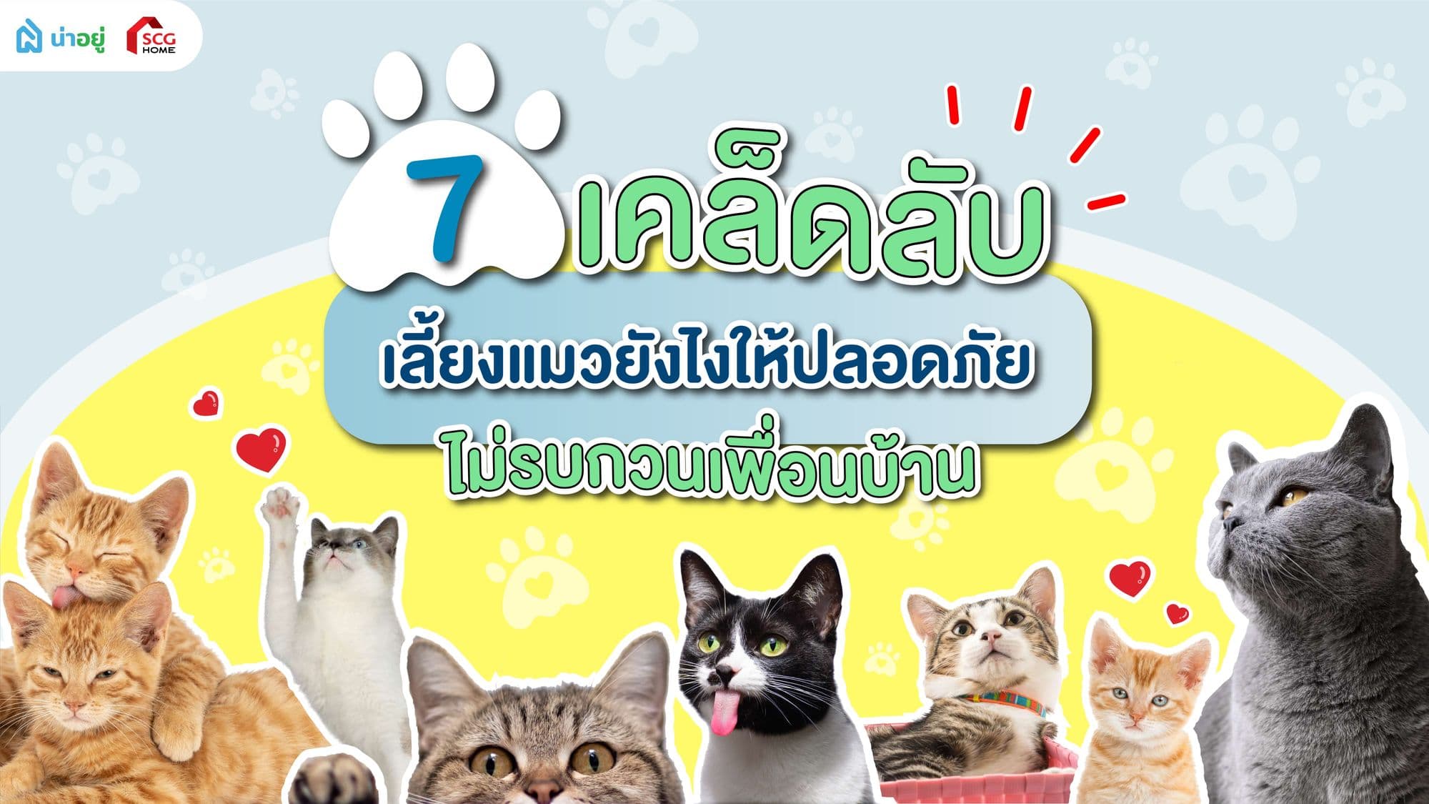 7 เคล็ดลับวิธีเลี้ยงแมวยังไงให้ปลอดภัย ไม่รบกวนเพื่อนบ้าน