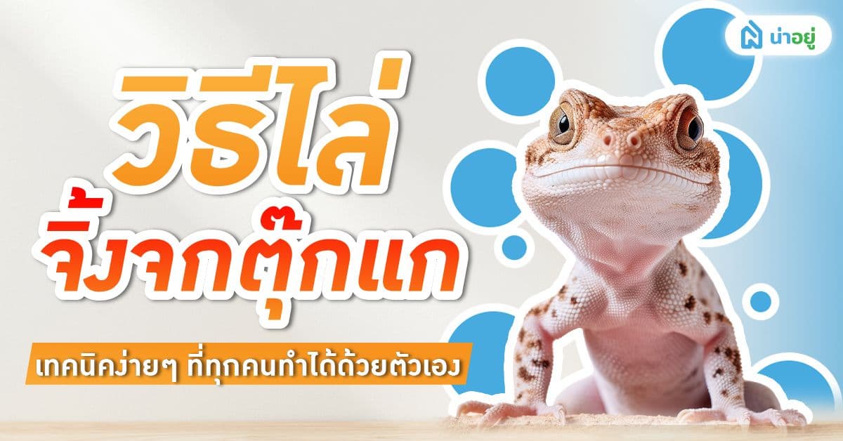 วิธีไล่จิ้งจกและตุ๊กแกออกไป! เทคนิคง่าย ๆ ที่ทุกคนทำได้ด้วยตัวเอง