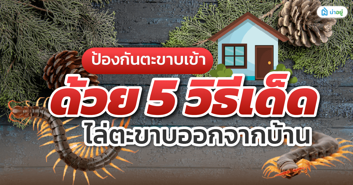 ป้องกันตะขาบเข้าบ้าน! ด้วย 5 วิธีเด็ด ไล่ตะขาบออกจากบ้าน