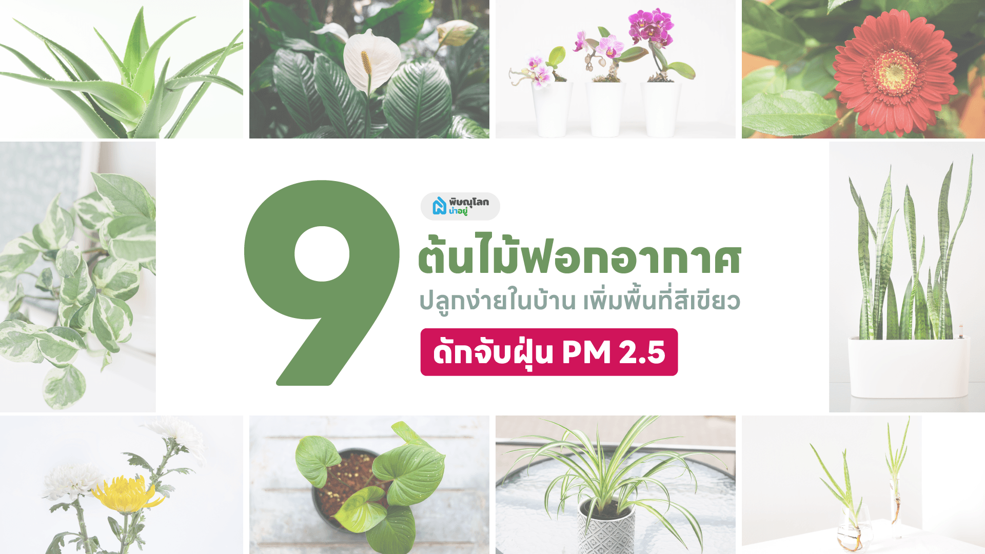 9 ต้นไม้ฟอกอากาศ ปลูกต้นไม้ในบ้านง่ายๆ ช่วยดักจับฝุ่น