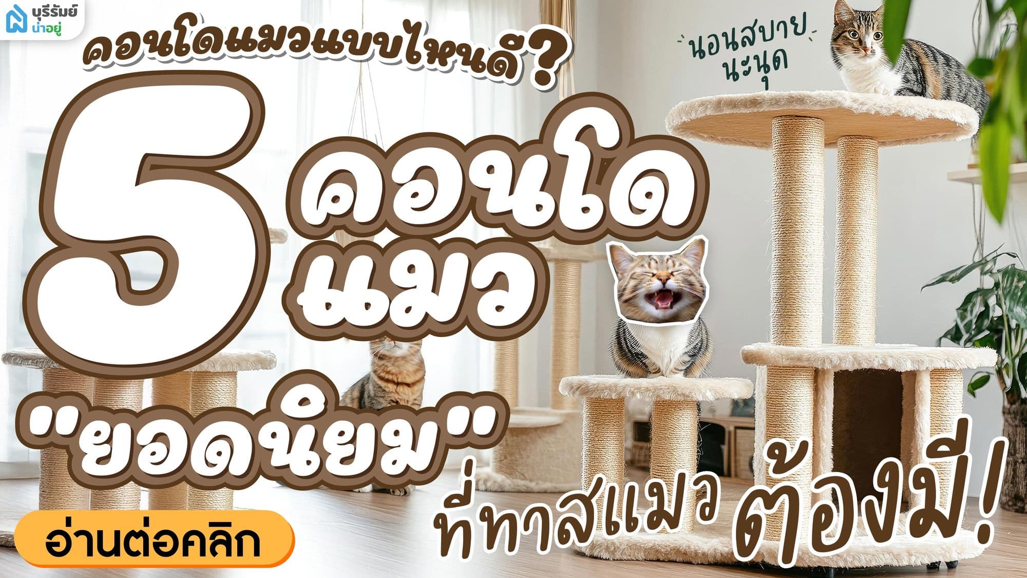 คอนโดแมวแบบไหนดี? 5 คอนโดแมวยอดนิยมที่ทาสแมวต้องมี!