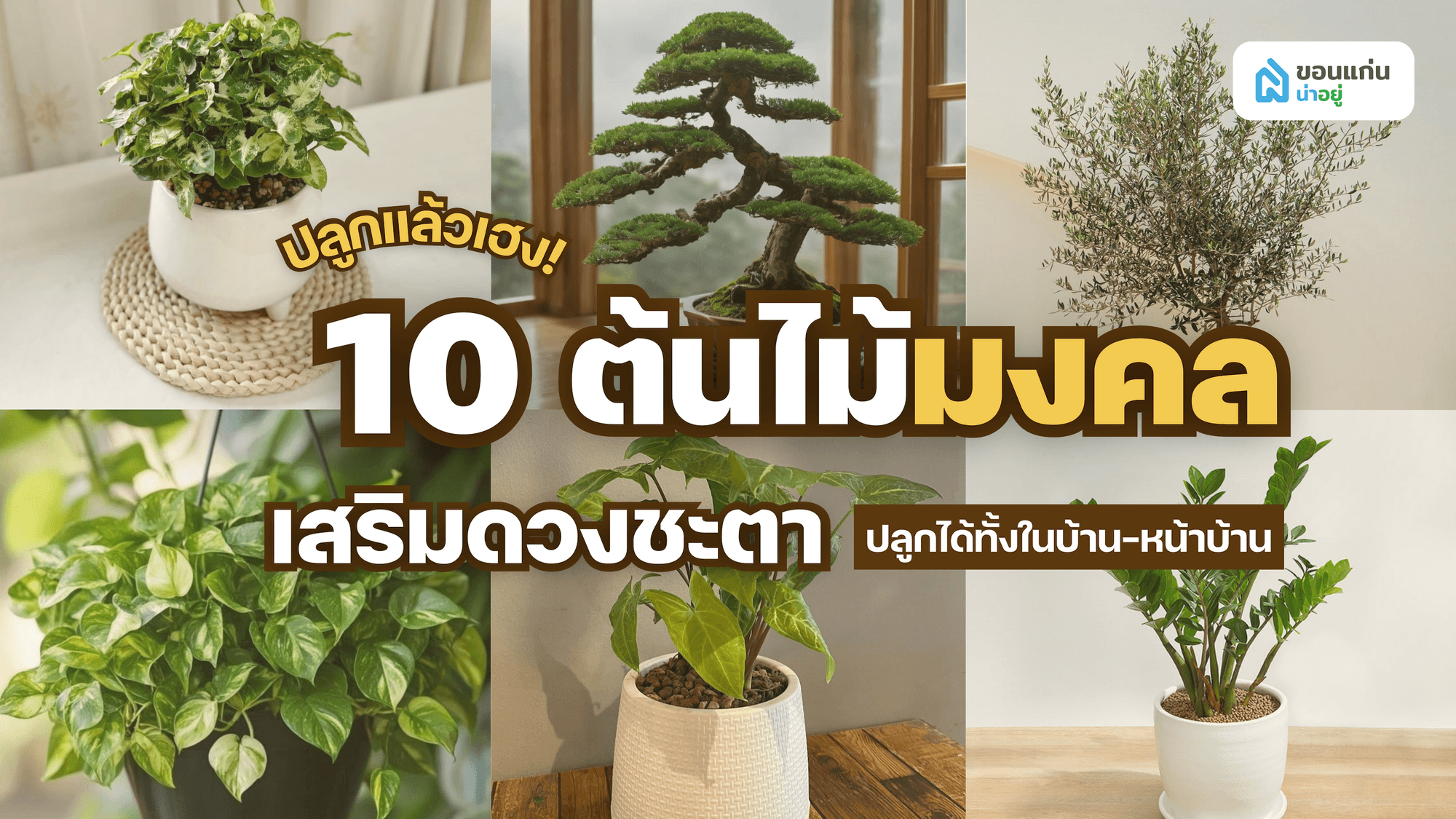 รวม 10 ต้นไม้มงคลปลูกในบ้าน-นอกบ้าน ปี 2569!