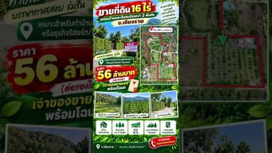 ขายที่ดิน 16 ไร่ พร้อมบ้านและต้นสนฉัตรกว่า 2 พันต้น จ.เชียงราย ราคา 56 ล้านบาท