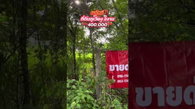ที่ดินภูเวียงถูกมาก‼️​2งาน​ 4แสน​ #ที่ดินภูเวียง​ #ที่ดินขอนแก่น