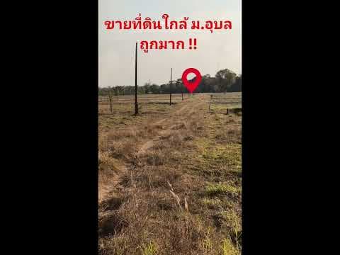 ขายที่ทำเกษตร ห่าง ม.อุบล เพี้ยง 3.5 kg.