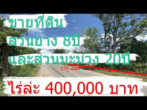 ขายที่ดิน! สวนยางพาราและมะม่วง บ้านโสกก้อง ต.หนองไผ่ อ.ชุมแพ จ.ขอนแก่น